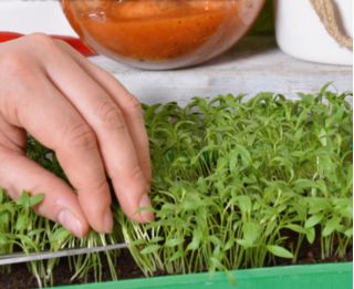 Microgreens - Zöld energia - az otthoni egészség és a létfontosságú erők forrása - 27 db-os készlet egy növekvő tartályral -  - magok