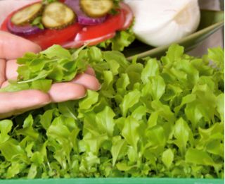 Microgreens - Heaven - mild mix - 10-piece set with a growing container