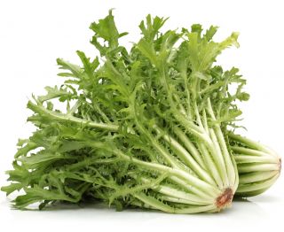 Endiviensamen (gemischt) - Cichorium endivia - 300 Samen - 