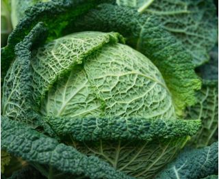 Kubis Savoy "Vertus 2" - 640 biji - Brassica oleracea var. sabauda 