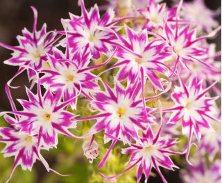 Drummond Phlox Twinkle Star magjai - Phlox drummonda cuspidata nana - 500 mag - Phlox drummondii cuspidata var. Stellaris - magok