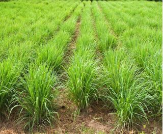Citronella - 