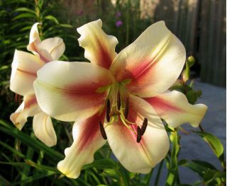 Tree Lily Lilium Lavon