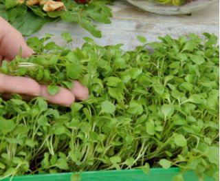 Microgreens - Garten-Senfrauke - junge, leckere Blätter
