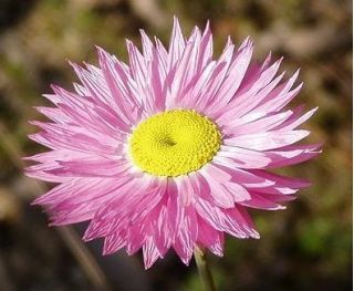 Paper Daisy - Helipterum roseum - Vibrant Blooms, Perfect for Drying - Fresh Seeds