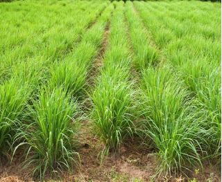Citronella - 