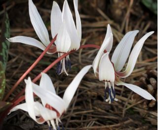 Erythronium Snow Flake - Dog's Tooth Snow Flake