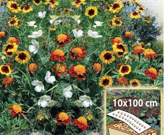 Sunny Border - annual flowers' variety mix for boxes and edgings, 10 x100 cm mat