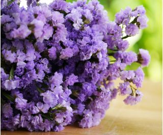 Limonka chobotnatá - levandulová - Limonium sinuatum - Elegantní fialové květy, vhodné k sušení i čerstvému řezu - Čerstvá semena