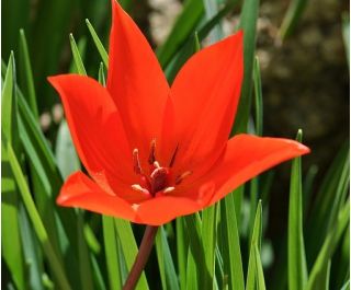 郁金香植物混合 - 郁金香植物混合 -  5个洋葱 - Tulipa botanical 