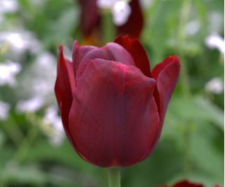 Tulipa Jan Reus - Tulipán Jan Reus - 5 květinové cibule