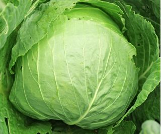 Біла капуста "Бенія" - компактні, смачні голови - Brassica oleracea convar. capitata var. alba - насіння
