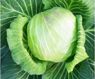 Біла капуста "Бенія" - компактні, смачні голови - Brassica oleracea convar. capitata var. alba - насіння
