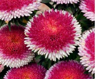 Reina Margarita - Hi-No-Maru - Callistephus chinensis - Belleza bicolor, perfecta para ramos - Semillas frescas