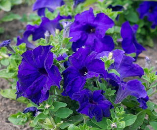 Синя петуния "Каскада" "Суперкаскадия" - 12 семена - Petunia x hybrida pendula