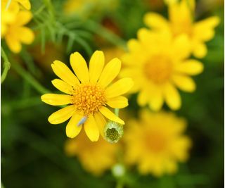 Dahlberg Daisy, Biji Golden Fleece - Thymophylla filifera - 1500 biji - Thymophylla  - benih
