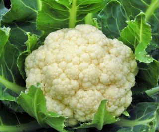 Cavolfiore - Rober - 270 semi - Brassica oleracea L. var.botrytis L.