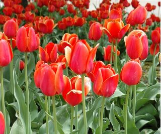 Tulipa Temple Of Beauty - Tulip Temple Of Beauty - 5 bulbs