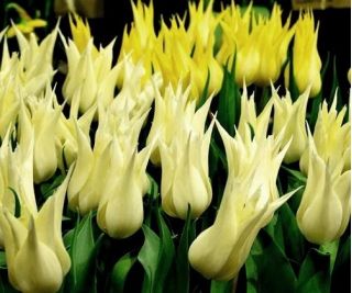 Tulipa Sapporo - Tulipán Sapporo - 5 květinové cibule - Tulipa Saporro