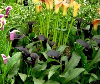 Zantedeschia, Calla Lily Schwarzwalder - cibule / hlíza / kořen