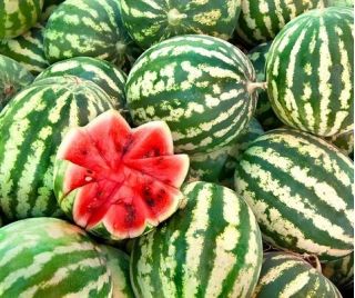 Арбуз - Bingo - 38 семена - Citrullus lanatus