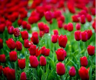 郁金香春歌 - 郁金香春歌 -  5个洋葱 - Tulipa Spring Song