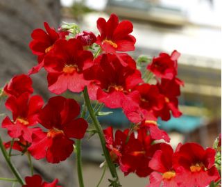 Nemesia, Elfenspiegel Fire King  Samen - Nemesia strumosa - 1000 Samen