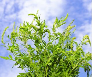 Semi di Goosefoot della quercia di Gerusalemme - Ambrosia mexicana