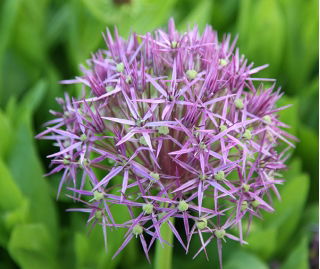 Persian onion - star of Persia - large package! - 50 pcs