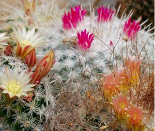 Vortekaktus - mix - 50 frø - Mammillaria