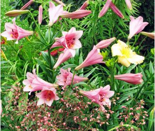 Lirios Casa Rosa - Lilium Casa Rosa