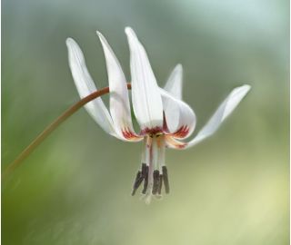 Erythronium Snow Flake - Dog's Tooth Snow Flake