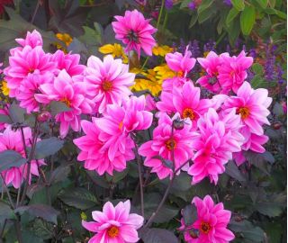 Dalia del giardino "Diablo" - 120 semi - Dahlia variabilis