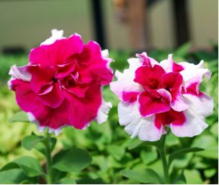 Seme Petunije Purple Pirouette - Petunia x hybrida fl. pl - 50 semen -  Petunia x hybrida fl. pl.  - semena