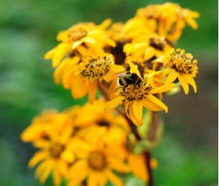 Semi di Britt Marie Crawford - Ligularia dentata - 8 semi