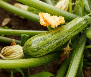 Zucchini Nimba Samen - Cucurbita pepo - 12 Samen - 