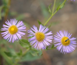 Daisy Fleabane - Blue Variety - Erigeron speciosus - 700 seeds