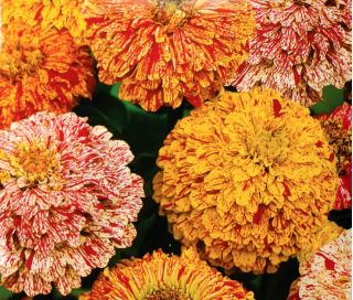 Dahlia-flowered zinnia "Peppermint Stick" - mix van verschillende soorten bloemen - 120 zaden - Zinnia elegans dahliaeflora