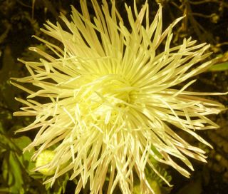 Callistephus chinensis - Nel - semi