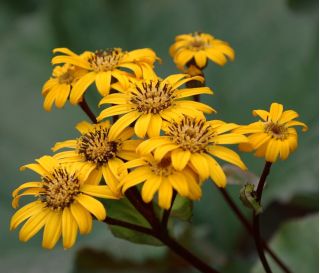 Semi di Britt Marie Crawford - Ligularia dentata - 8 semi