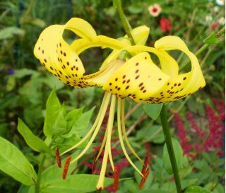 Zambak, Zambak Sarı Tiger - ampul / yumru / kök - Lilium Yellow Tiger