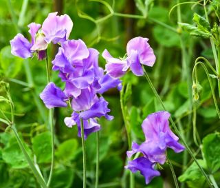 Слатки грашак "Цоунтесс Цадоган" - 22 семена - Lathyrus odoratus