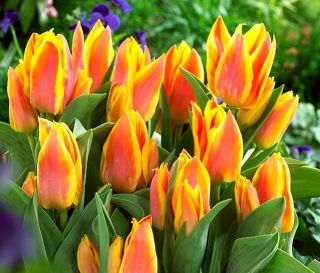Tulip 'Winnipeg' - large package - 50 pcs