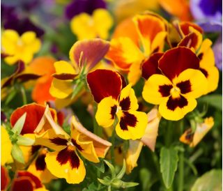 Viola wittrockiana - Red Wings, Roter Flugel - giallo - marrone - 400 semi - Viola x wittrockiana