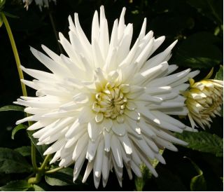 Xương rồng thược dược trắng - củ / củ / rễ - Dahlia