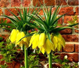 Császárkorona - sárga - Fritillaria imperialis