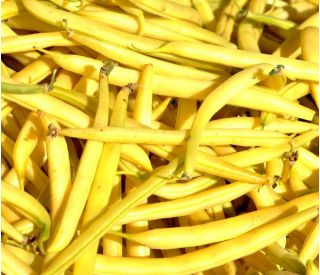 Yellow French bean "Polka - COATED SEEDS
