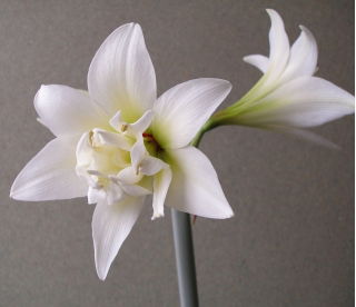 Ridderstjerner - Jewel - Hippeastrum
