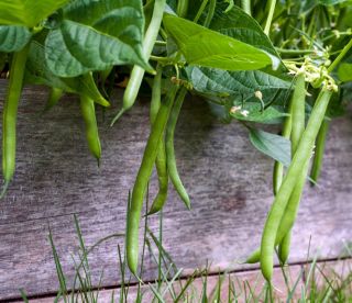 Dwarf green French bean "Contender" - 60 seeds