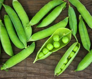 Shelling pea 'Value' - medium early